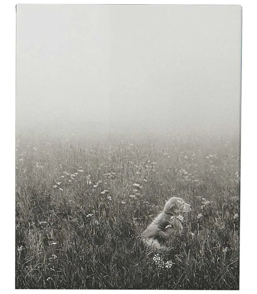 Livre The Golden Retriever Photographic Society