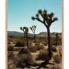 Tableau Avec Cadre "Joshua Tree" 30X40Cm